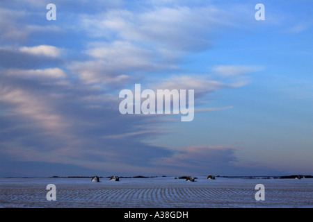 Coperto di neve il campo altezza stoppia Foto Stock