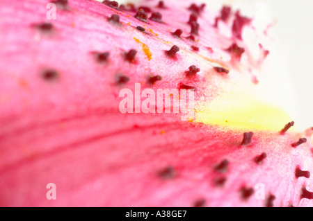 Inghilterra, Regno Unito. Extreme closeup vista dei petali di un Stargazer Lily (Lilium orientalis 'Stargazer') Foto Stock