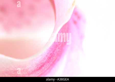 Inghilterra, Regno Unito. Extreme closeup vista dei petali di un Stargazer Lily (Lilium orientalis 'Stargazer') Foto Stock