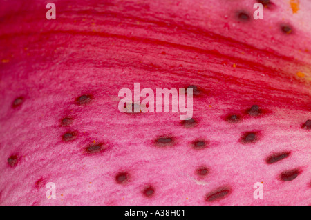 Inghilterra, Regno Unito. Extreme closeup vista dei petali di un Stargazer Lily (Lilium orientalis 'Stargazer') Foto Stock