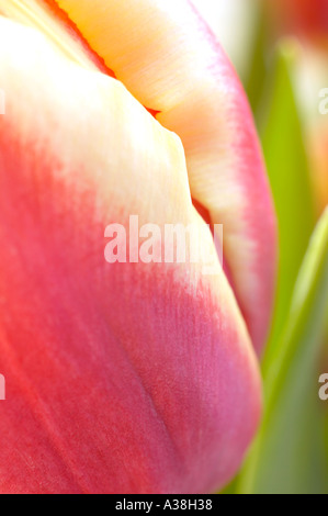 Inghilterra, Regno Unito. Una estrema vista ravvicinata di una rosa e crema bi-color Tulip flower Foto Stock