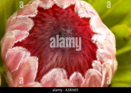 Vista ravvicinata del re Protea fiore (Protea cynaroides). È anche chiamato il re lo zucchero Bush e la honeypot Foto Stock
