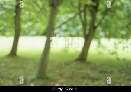 Impressionistica boschetto di alberi in estate Foto Stock