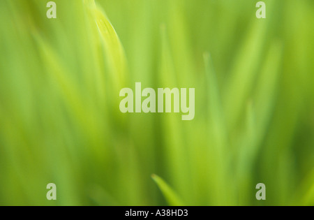 Impressionistica close up di fresco con retroilluminazione verde giovane erba del campo Foto Stock