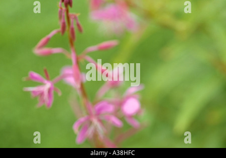 Impressionistica close up Rosebay willowherb o o Fireweed Epilobium angustifolium fiori in un campo in estate Foto Stock