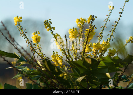 La fioritura invernale arbusto sempreverde Mahonia carità Questo arbusto è fragrante con picchi di giallo dei fiori Foto Stock