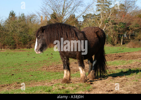 Una giovane e bella Shire cavallo (Equus caballus) pascolare nel campo in inverno. Regno Unito Foto Stock