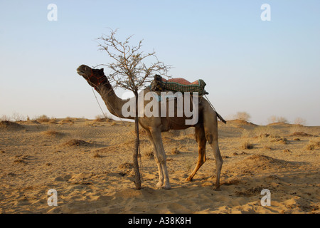 Cammello su safari nel deserto di Thar, vicino a Bikaner, nel nord del Rajasthan, India Foto Stock