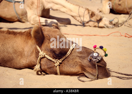 Camel appoggiato durante un safari nel deserto di Thar, vicino a Bikaner, nel nord del Rajasthan, India Foto Stock