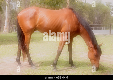 Purosangue Capitano Picard di pascolare su una fattoria vicino a Brisbane Australia Foto Stock