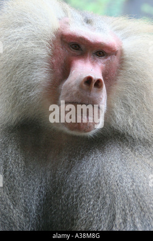 Il babbuino Hamadryas (Papio hamadryas) close-up in Singapore Zoo Foto Stock