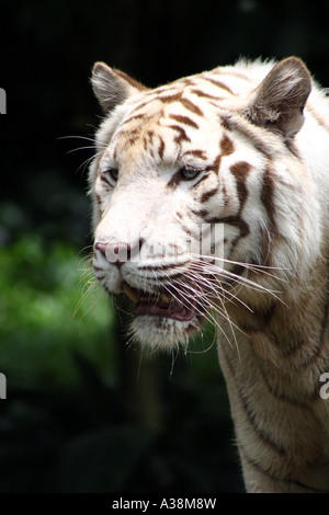 La tigre del Bengala o Royal tigre del Bengala (Panthera tigris tigris) nel suo habitat Foto Stock