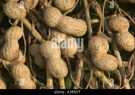 Essiccazione invertito le arachidi in campo. Foto Stock