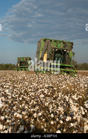 Raccoglitrici di cotone raccolto del cotone, Doerun, Georgia Foto Stock