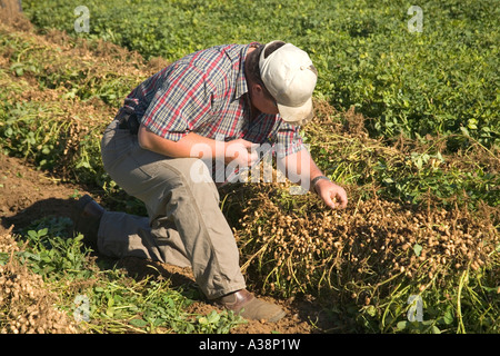 Agricoltore ispezione invertito il raccolto di arachidi, Foto Stock