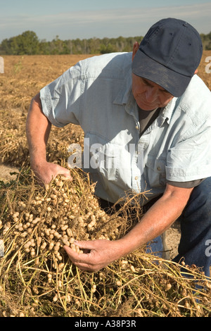 Agricoltore ispezione invertiti essiccazione del raccolto di arachidi, Foto Stock