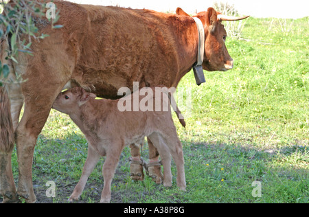 Vitello bere da sua madre con piedi hobbled zampe legate insieme Algarve Portogallo Europa Foto Stock