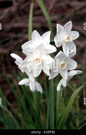 Narcissus Tazetta Papyraceus fioritura in primavera salpe Bay Algarve Portogallo Foto Stock