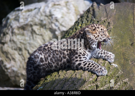 Amur Leopard cub Panthera pardus orientalis Foto Stock