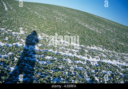 Ombra sul campo invernale Foto Stock