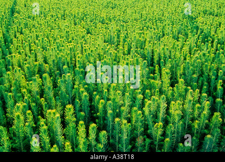 Pianticelle di pino Foto Stock