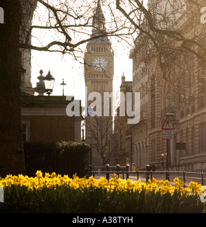 La torre dell'orologio del Big Ben guardando attraverso la molla gialla narcisi in St James park Londra Inghilterra REGNO UNITO Foto Stock