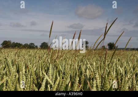 Blackgrass nel frumento Foto Stock