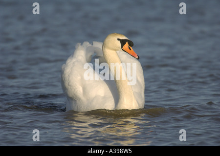 Cigno Cygnus olor maschio o cob musicista di strada Norfolk Inghilterra Novembre 2005 Foto Stock