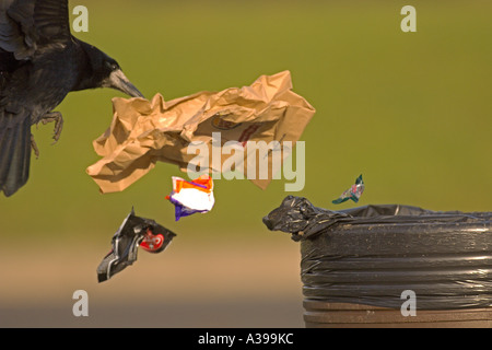 Rook Corvus frugilegus adulto cucciolata di scavenging del bin a stazione di servizio autostradale Inghilterra Foto Stock