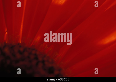 Gerbra 0244 Foto Stock