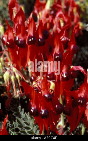 La Sturt Desert Pea clianthus formosus 0318 Foto Stock