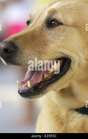 fronte del cane Foto Stock
