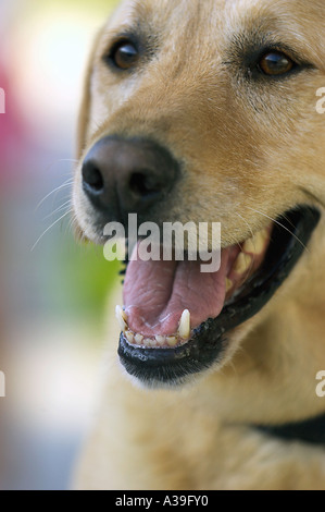 cane felice Foto Stock