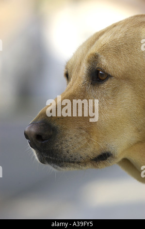 fronte del cane Foto Stock