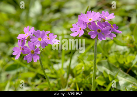 Bird s eye Primrose Primula farinosa Foto Stock