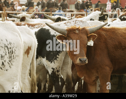 Allevamento di bestiame Foto Stock