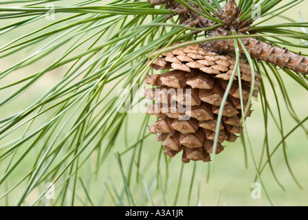 Cono di pino da Pitch Pine Tree Foto Stock