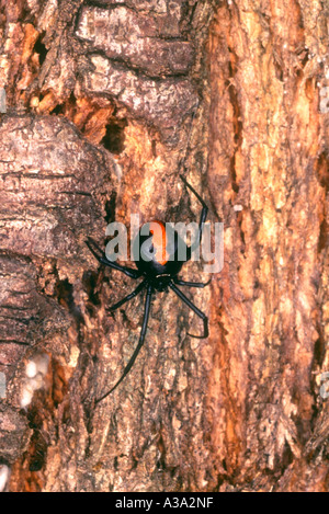 Un infame Redback femmina spider, Latrodectus hasselti. Foto Stock