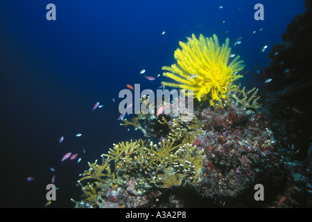 Crinoide giallo con coralli e pesci Foto Stock