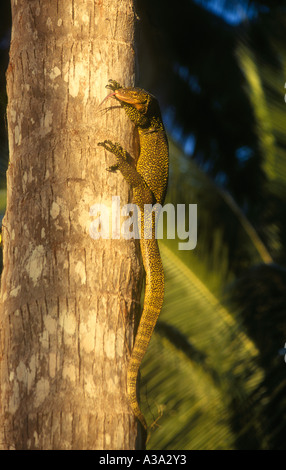 Un grande Monitor di mangrovie Lizard, o Goanna, Varanus indicus, Uepi Island, Isole Salomone. Foto Stock
