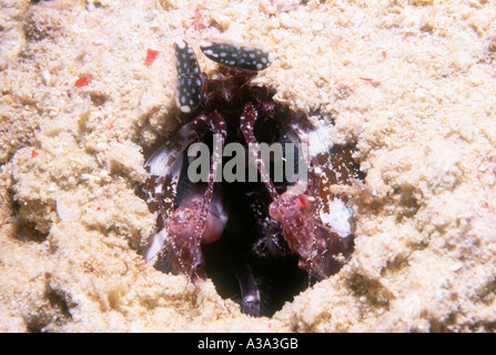 Infilzare Canocchia, Lysiosquillina maculata. Descritto in precedenza come Lysiosquilla maculata Foto Stock