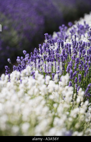 Lavanda in fiore, Snowshill lavanda, il Costwolds Foto Stock