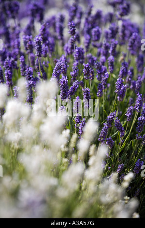 Lavanda in fiore, Snowshill lavanda, il Costwolds Foto Stock