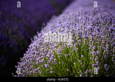 Lavanda in fiore, Snowshill lavanda, il Costwolds Foto Stock