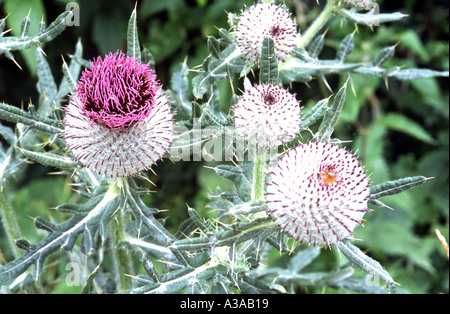 Lanosi Thistle le teste dei fiori Cirsium eriophorum Gloucestershire 2001 Foto Stock