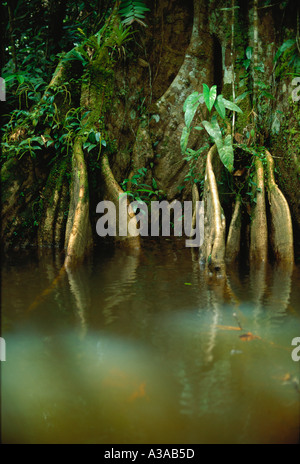 I contrafforti di alberi con epiphytic aroid sulla banca del fiume di piccole dimensioni nella foresta pluviale amazzonica, Pará Stato, Brasile Foto Stock