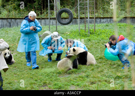 Ai visitatori di ammirare Panda gigante il novellame, composto, Wolong Riserva Naturale, Cina Foto Stock