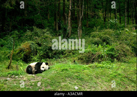 Panda gigante dormendo bordo della foresta, Wolong , Cina Foto Stock