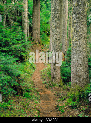 Mt. Baker area selvaggia, nello Stato di Washington, selvatici, USA, Pacific Northwest, NW, North Cascades, vecchio crescita, foresta, gli alberi, il percorso Foto Stock