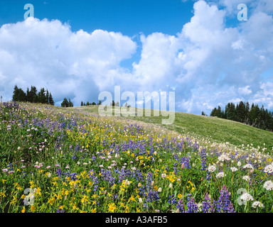 Mt Baker area selvaggia, nello Stato di Washington, USA, Pacific NW, North Cascades, fiori selvatici, Skyline dividere, lupino, Arnica Foto Stock